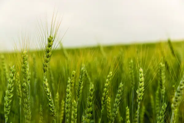 Land Agent