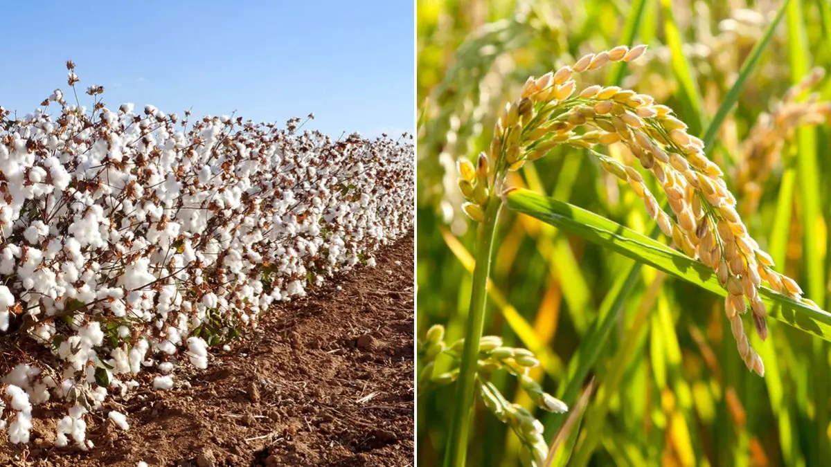 Why Cotton and Rice Get Larger Farm Safety Net Payments Than Corn and ...