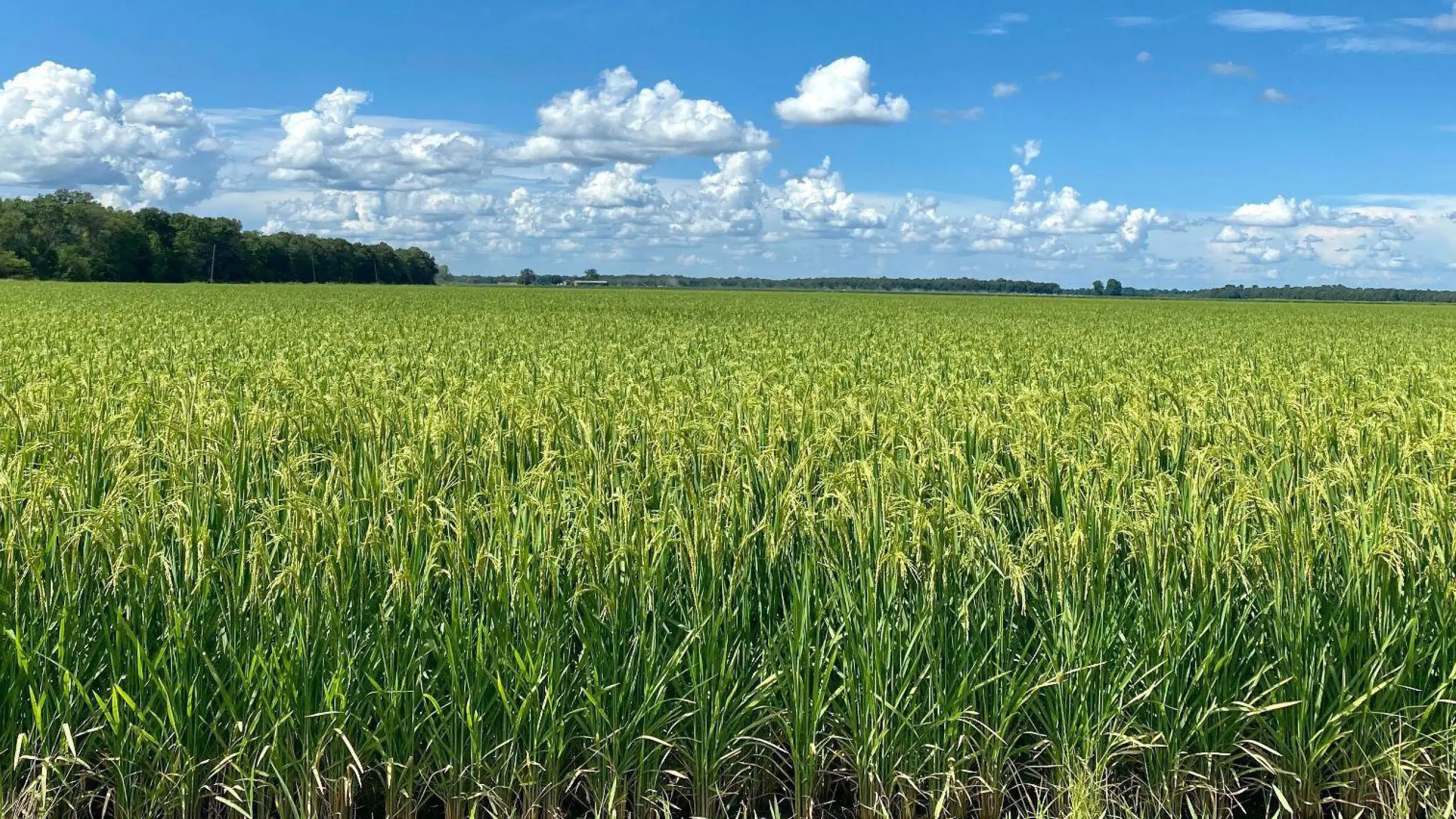 Louisiana Rice Production | Peoples Company