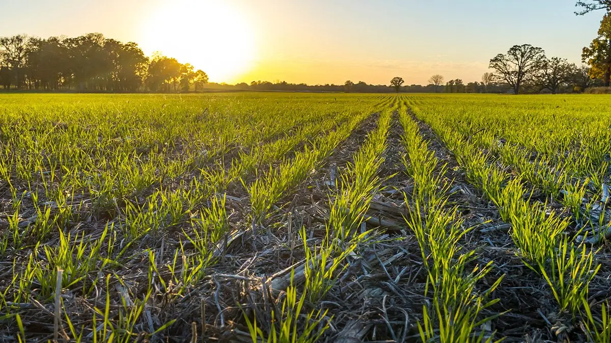 Nourishing the Future: Sustainable Farming in the Face of Population ...