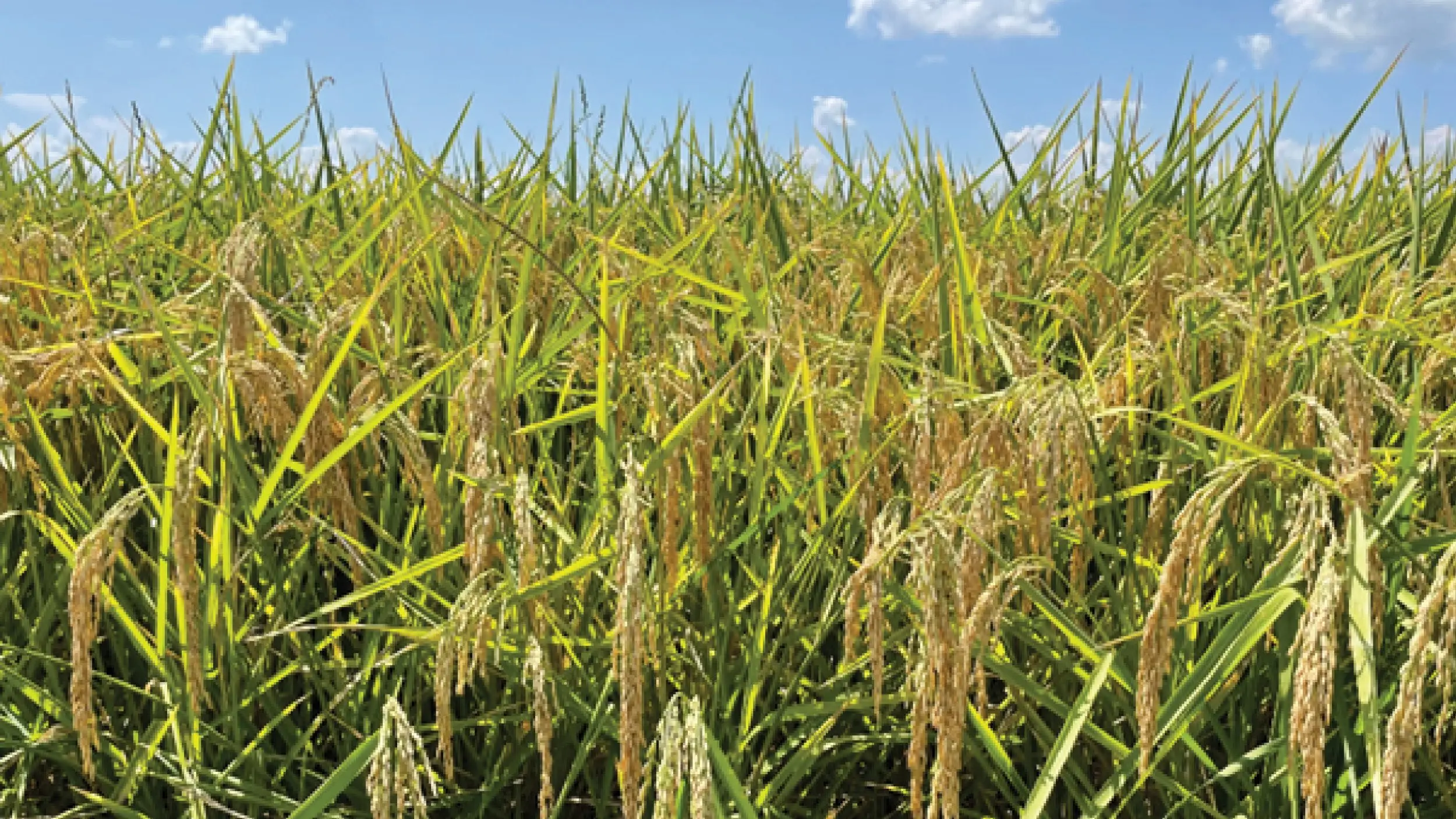 Impact of Rice on U.S. Agriculture