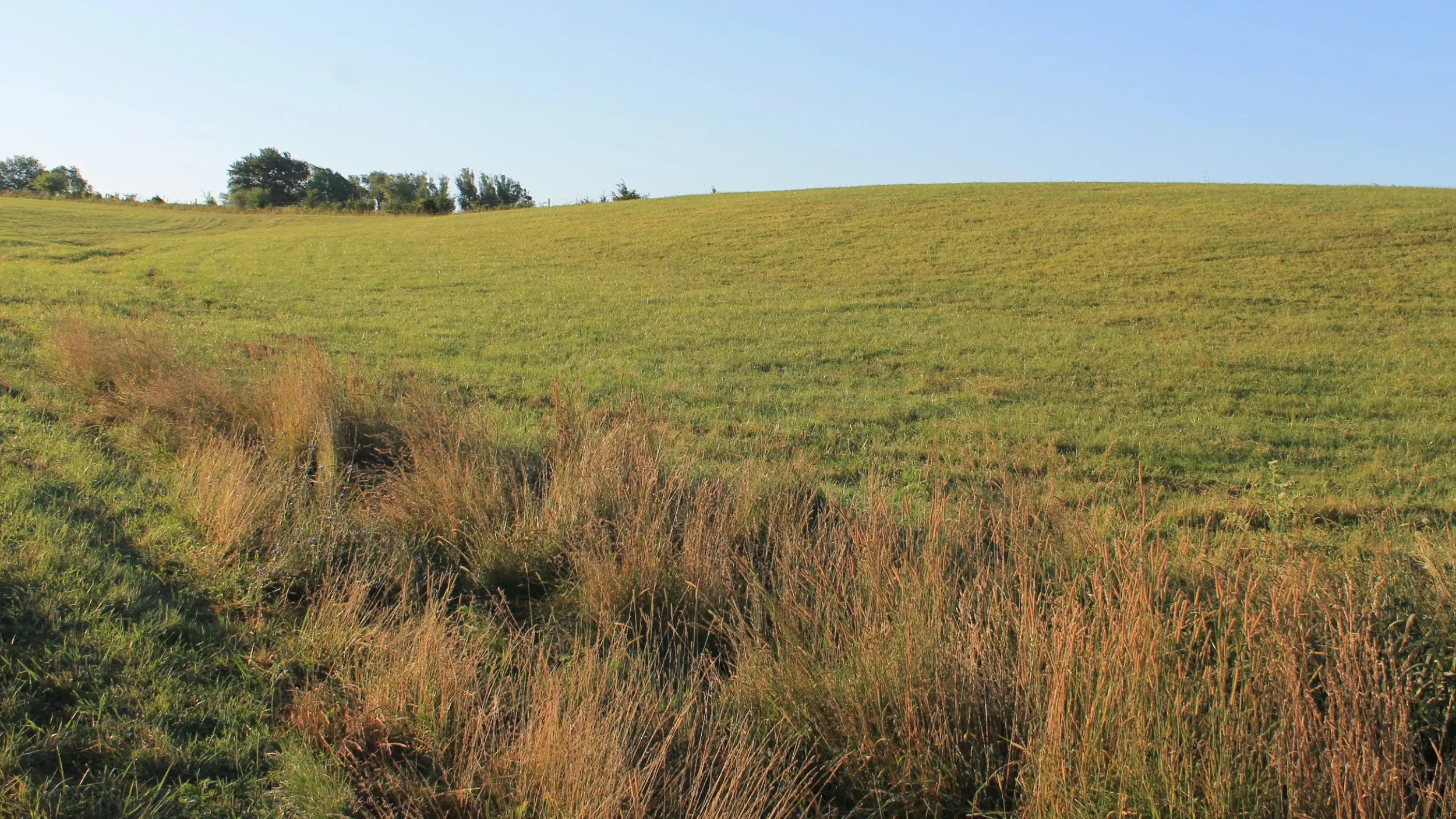 Pasture Lease Considerations